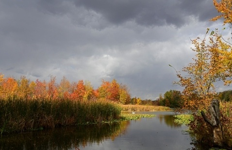 trees in fall foliage along a lake in the forefront