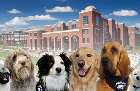 therapy dogs
