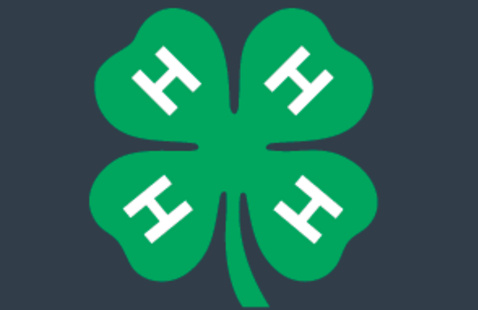 4-H Clover