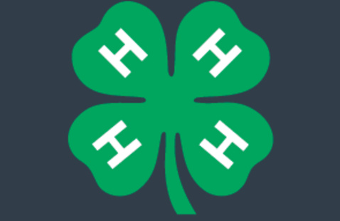 4-H Clover