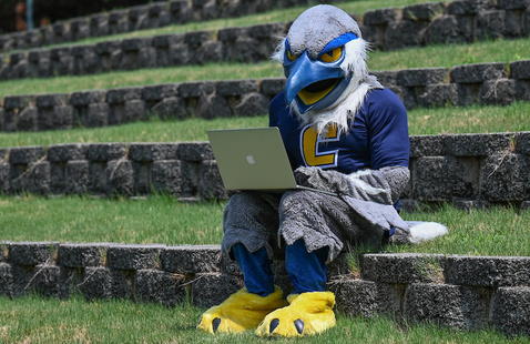 scrappy on laptop 