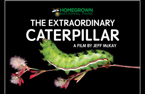 The Extraordinary Caterpillar graphic