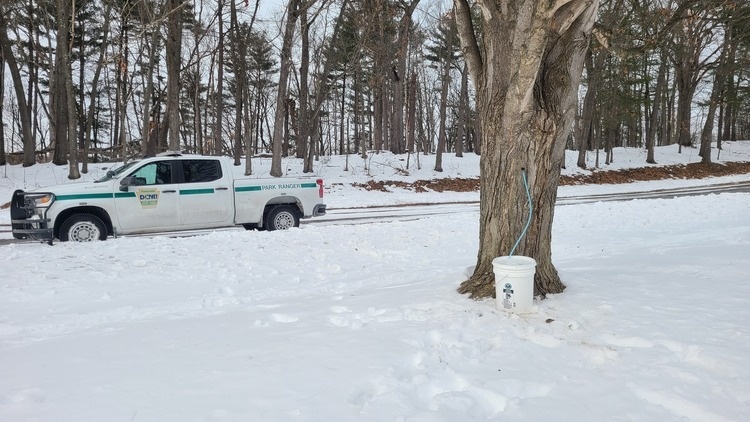 Homeschoolers in the Park: Maple Syrup