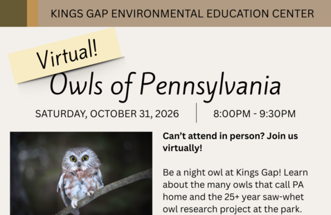 Image of Virtual: Owls of Pennsylvania