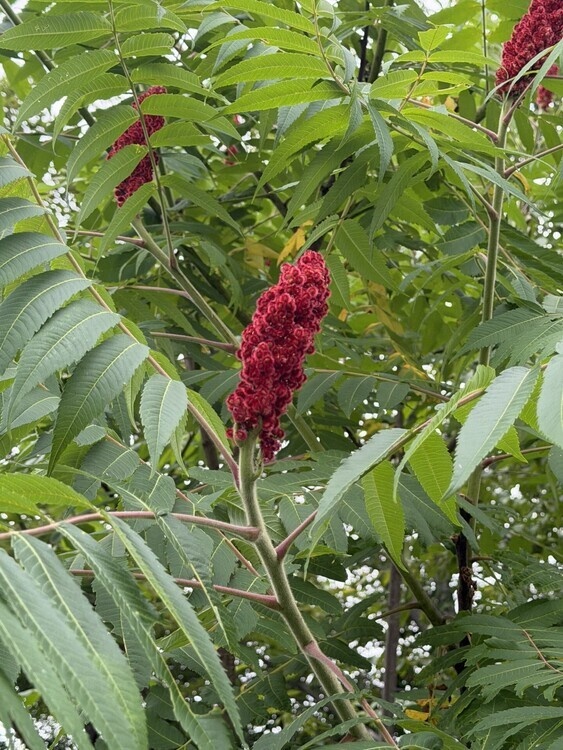 Edible Plants in the Environment