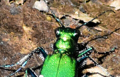 bug
