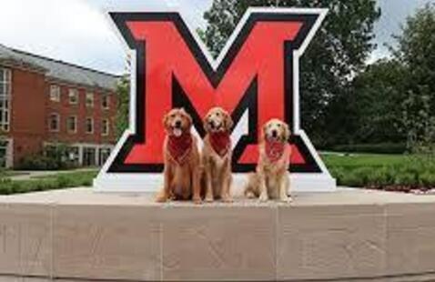 three dogs in from of an M