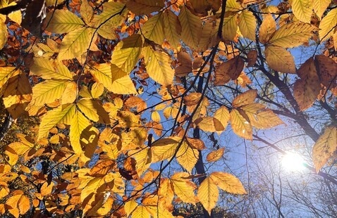 leaves