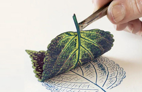 Close-up of Hand using tweezers to lift a green veined leaf, revealing a blue ink leaf print