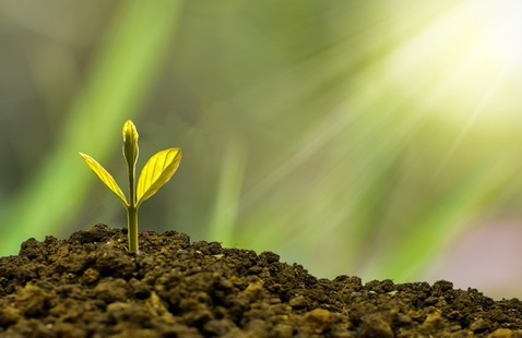 Plant growing