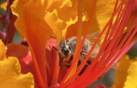 Honey bee pollinating