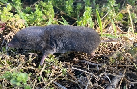 a short tail shrew on a green lawn