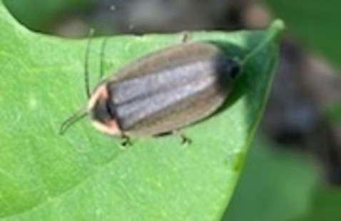 A winter firefly on a leaf.  Ellychnia corrusca