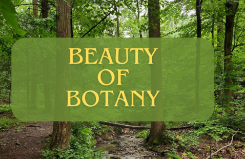 Image of The Beauty of Botany