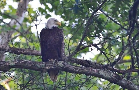 Bald Eagle