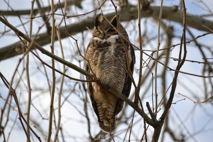 Movies in the Park: Owl Power