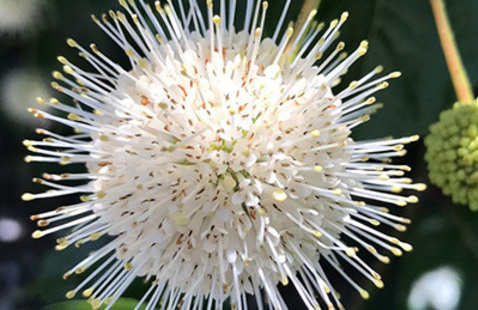 Buttonbush Button