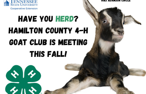 Image of 4-H Goat Club Meeting