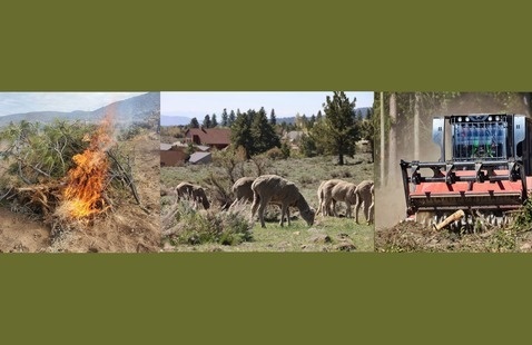 A person standing beside a pile of pine branches that are burning. Sheep grazing on grass growing in between sagebrush with evergreen trees and houses in the background. A masticator approaching vegetation branches that are about to be masticated