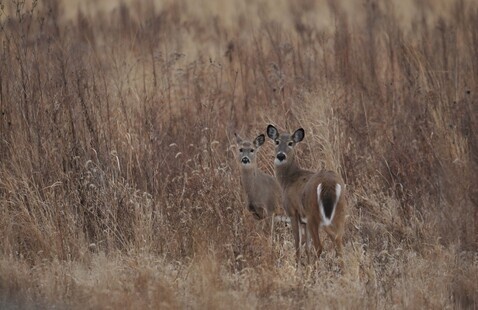 Two white-tailed deer standing in tall dry grass.
