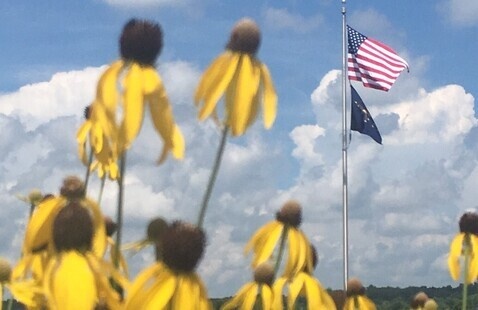 yellow coneflowers in bloom, prophetstown SP, DNR photo