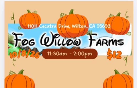 Fog Willow Flyer