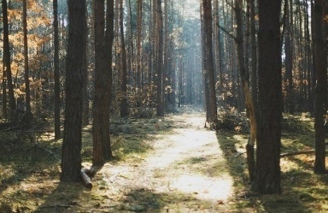 Sunny forest