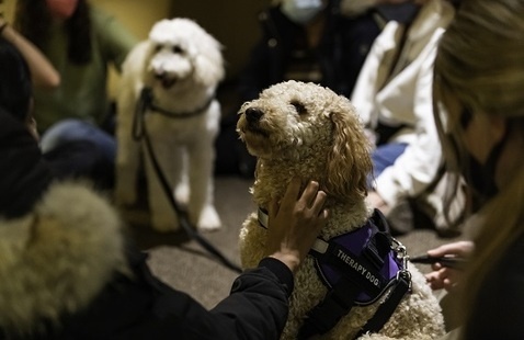 Students petting a dog