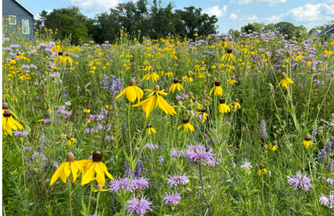 Field of yellow and purple wildflowers
