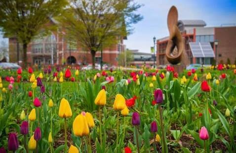 Colorful tulip bunches.