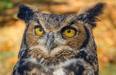 owl