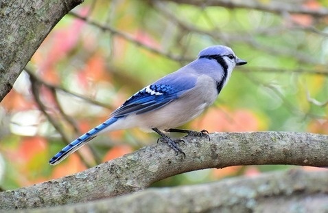 Sunday Morning Bird Walk