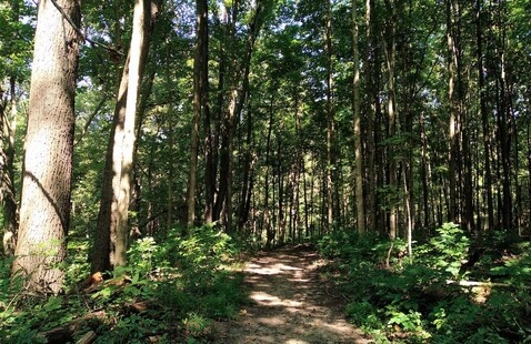trail