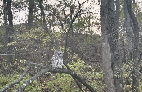 Sunday Morning Bird Walk