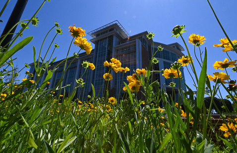 flowers library 