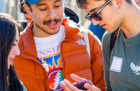 Three people look at a purple sea urchin in someone's hand.