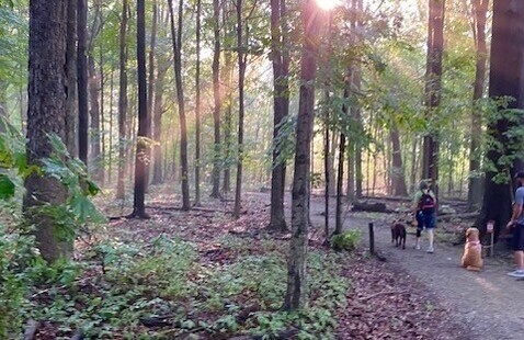 Hiking the tree trail. 