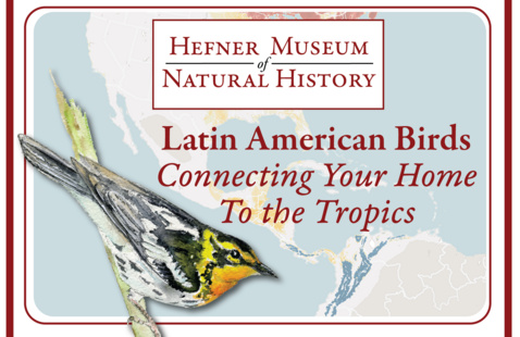 painted image of the Hefner Museum of Natural History logo, with the painted image of a warbler, and text reading "Latin American Birds, Connecting Your Home to the Tropics" overlayed on a range map of the Americas showing warbler range. 