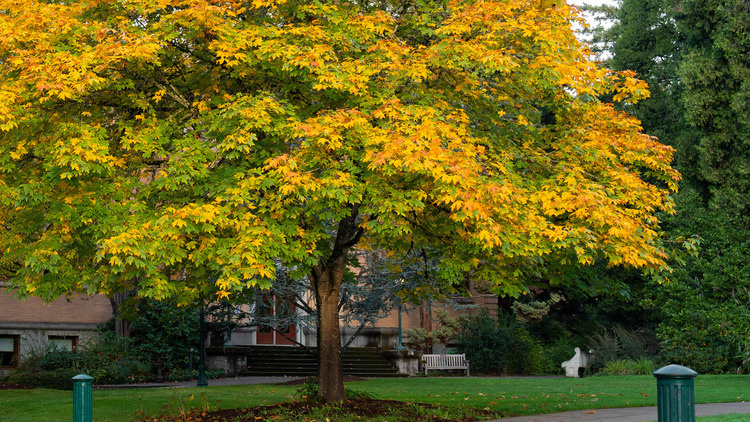 Indigenous, Race, and Ethnic Studies: Welcome Event