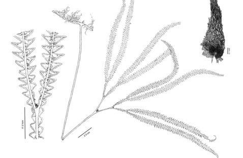 flora illustration 