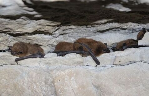 Bat Box Workshop, McCormick's Creek State Park