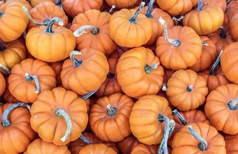 mini pumpkins