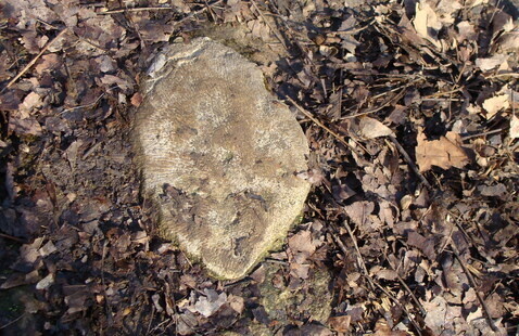 Fossil in bedrock
