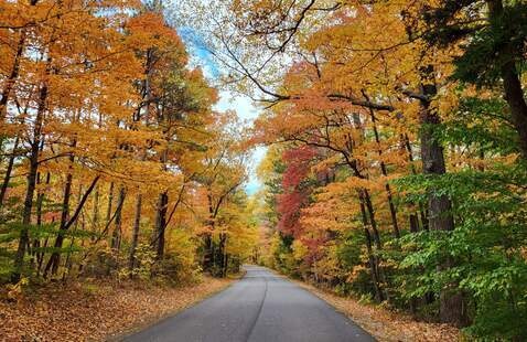 Road lined with trees in fall.
