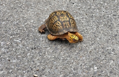 A box turtle crosses a road at Brown County State Park