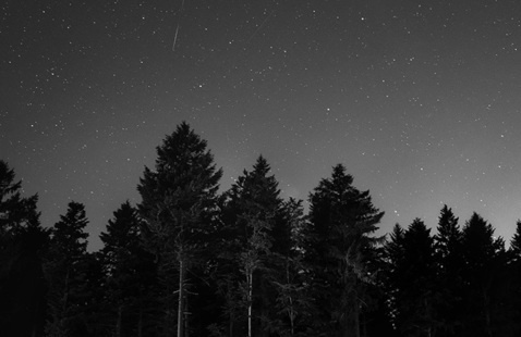 Black-and-white photo of pine trees silhouetted against a night sky. 
