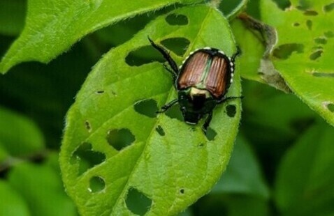 Japanese beetle on leaf
