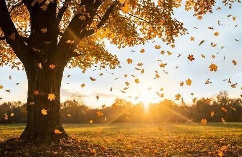 Tree with orange falling leaves
