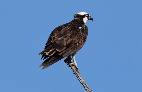 Image of Bird Hike