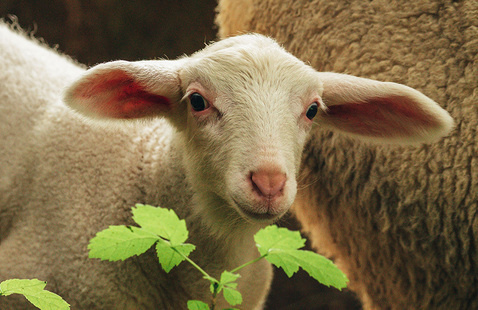 Young white lamb facing camera with ears outstretched, green leaves in foreground and woolly sheep behind